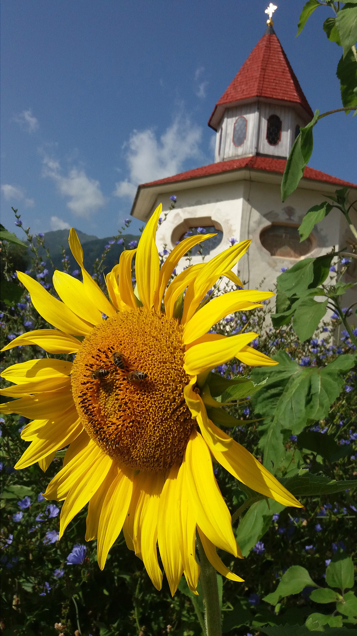 Pavillon und Sonnenblume